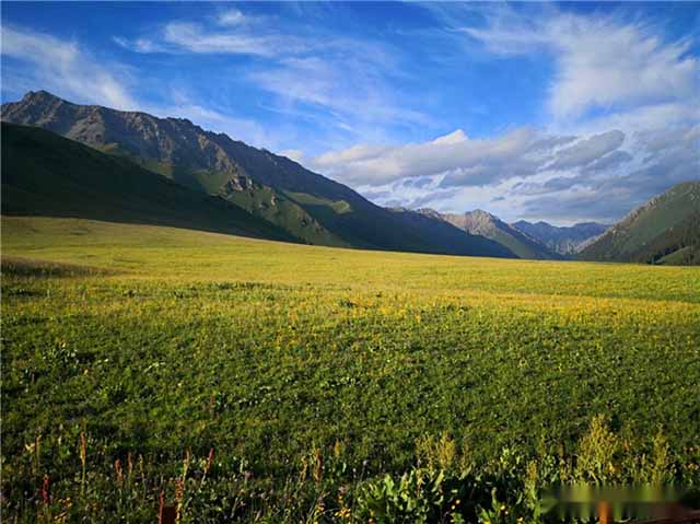新疆自驾游到巴州巩乃斯沟乡体验新疆的林场